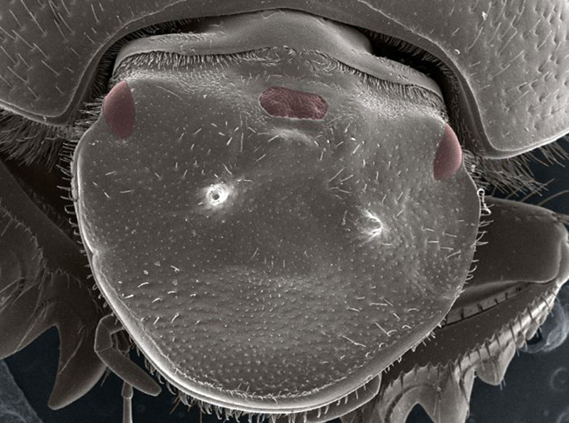Illustration for article titled Este escarabajo creado en laboratorio con un tercer ojo funcional puede revolucionar la tecnología de trasplantes